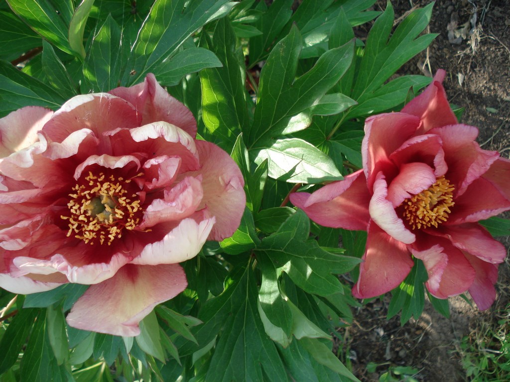 copper kettle 1 Les jardins du Joncquoy