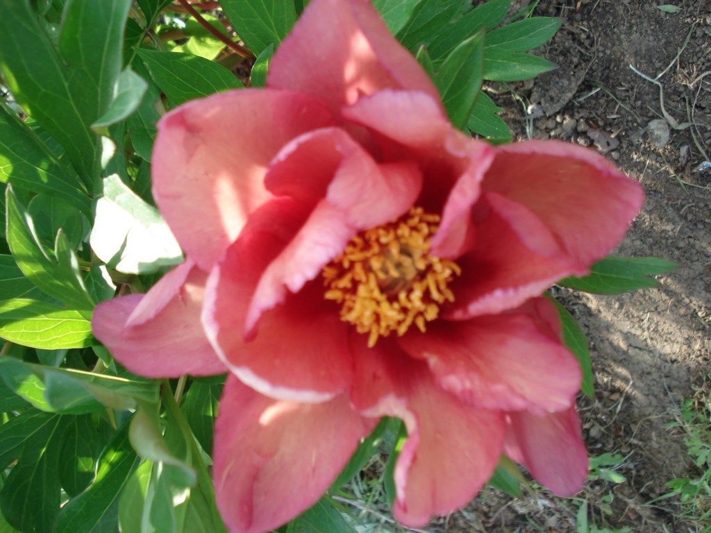 copper kettle 3 Les jardins du Joncquoy