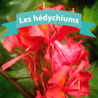 Les hédychiums