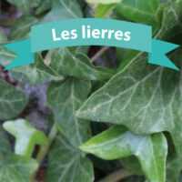 Les lierres