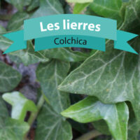 Colchica