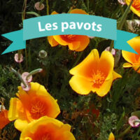 Les pavots