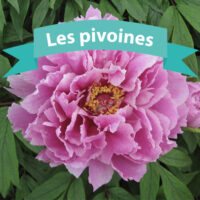 Les pivoines