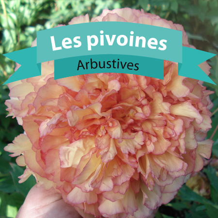 pivoines arbustives