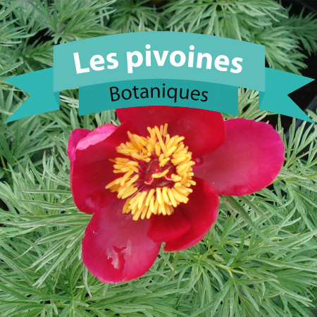 Pivoines botaniques
