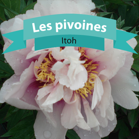 Pivoines Itoh