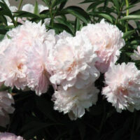 Pivoine Madame Calot