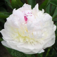 Pivoine Madame de Berneville