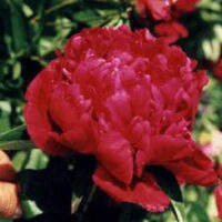 Pivoine Philippe Rivoire