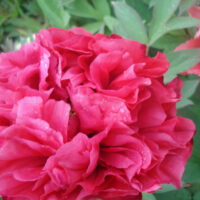 Pivoine shoun-no-hana Jardins du Joncquoy